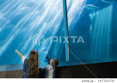 Little siblings looking at fish tank 14750179