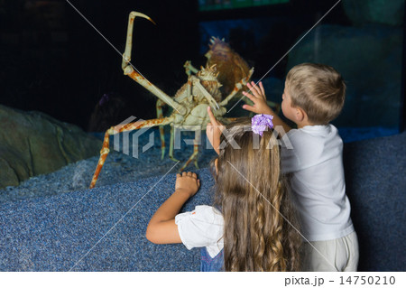 Little siblings looking at fish tank Little siblings looking at fish tank 14750210