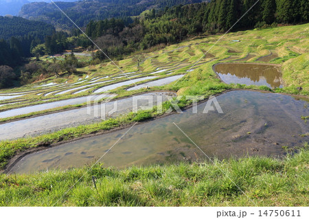 大山の千枚田春慶 大山の千枚田春慶 14750611