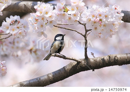桜の枝にとまるシジュウカラ 14750974