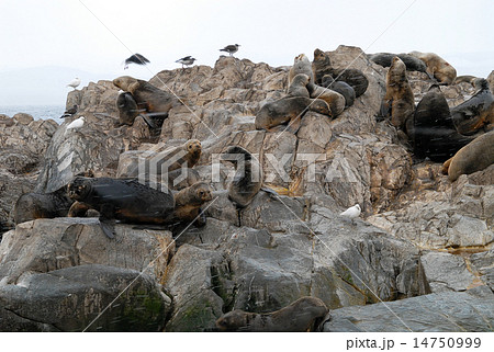 アルゼンチン ウシュアイア ビーグル水道 オタリアのコロニー アルゼンチン ウシュアイア ビーグル水道 オタリアのコロニー 14750999