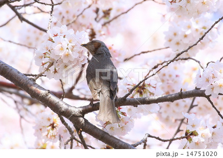 サクラをつつくヒヨドリ 14751020