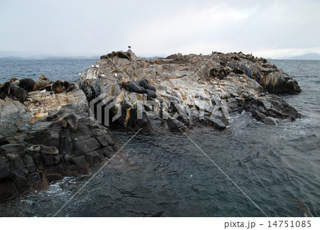アルゼンチン ウシュアイア ビーグル水道 オタリアのコロニー アルゼンチン ウシュアイア ビーグル水道 オタリアのコロニー 14751085