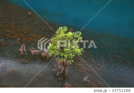 宝仙湖11 宝仙湖11 14751266