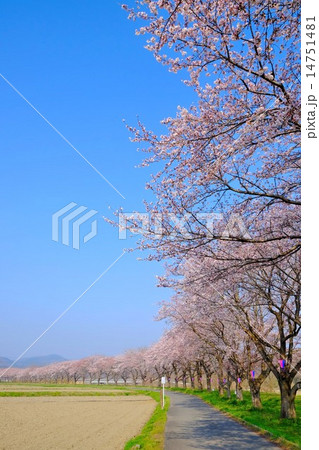 都幾川桜堤 (3) 14751481