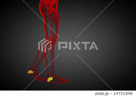 3d render medical illustration of the calcaneus  14751946