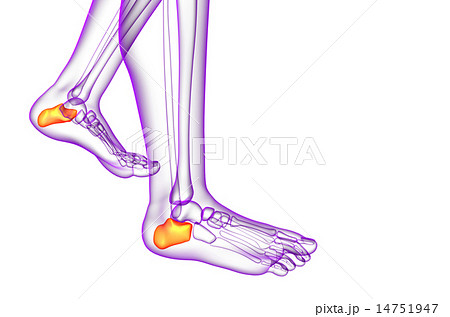 3d render medical illustration of the calcaneus  14751947