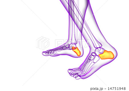3d render medical illustration of the calcaneus  14751948