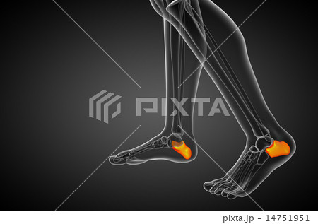 3d render medical illustration of the calcaneus  14751951