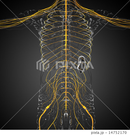 3d render medical illustration of the nerve system 3d render medical illustration of the nerve system 14752170