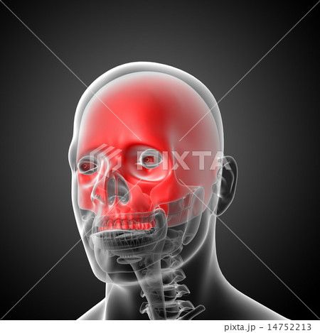 3d render medical illustration of the upper skull 14752213