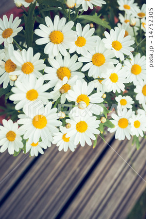 Daisies in a pot viewed from above 14752305