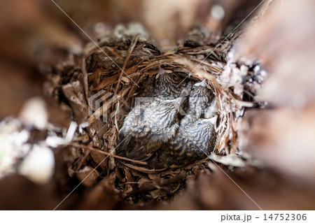 Inside of bird next box and baby birds Inside of bird next box and baby birds 14752306