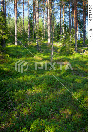 Finnish forest at summer 14752320