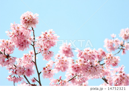 さくら(横浜緋桜） 14752321