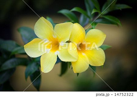 Two yellow allamanda flowers 14752322