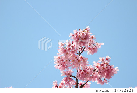 さくら(横浜緋桜） 14752323