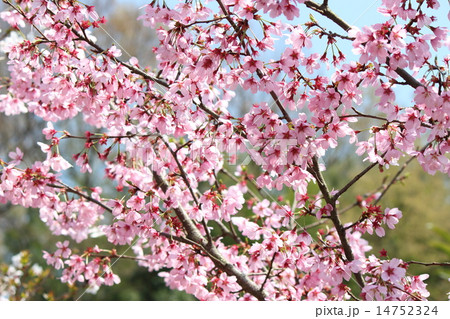 さくら(横浜緋桜） 14752324