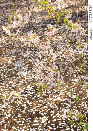 枝垂れ桜 枝垂れ桜 14752356