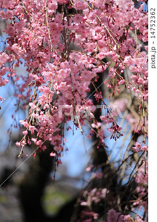 ピンクの枝垂れ桜 ピンクの枝垂れ桜 14752362