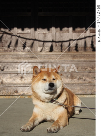 神社で伏せして待つ柴犬の写真素材 [14752769] - PIXTA