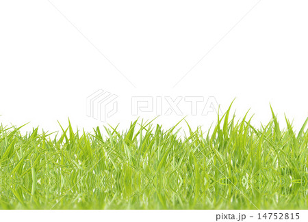 green grass 14752815