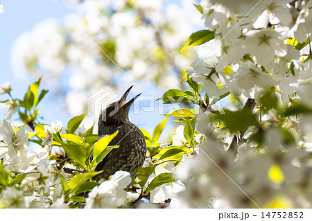 桜と鵯 14752852