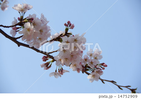 桜 桜 14752909