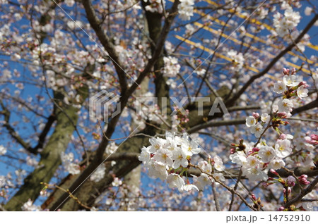 桜 桜 14752910