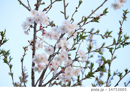 さくら(１０月桜） 14753005