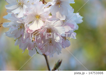 さくら(１０月桜） 14753006