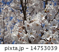 桜 14753039