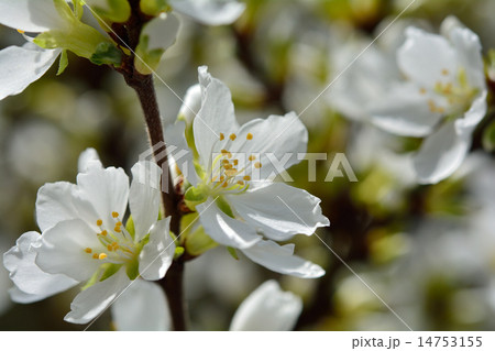 山桜桃 山桜桃 14753155