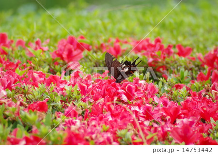 ツツジとクロアゲハチョウ 14753442