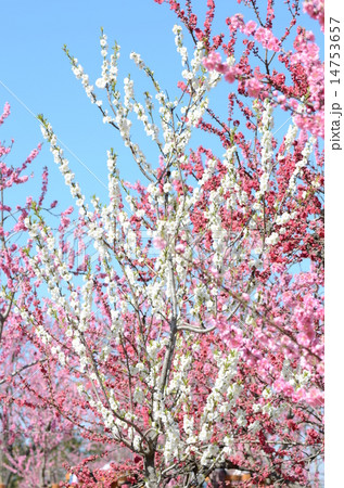 モモの花 14753657