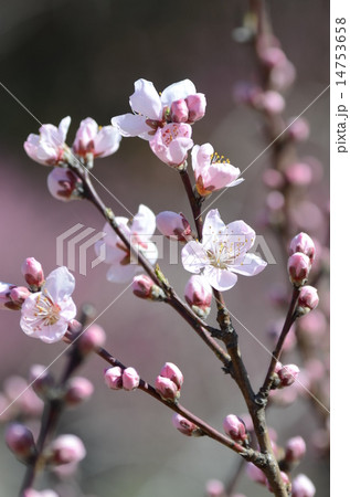 モモの花 14753658