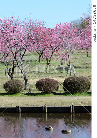 モモの花 モモの花 14753659