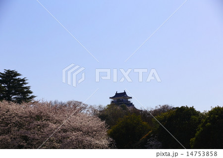 浜松城公園 模擬天守遠景 浜松城公園 模擬天守遠景 14753858
