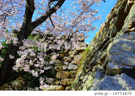 浜松城公園　野面積み石垣の春 14753870
