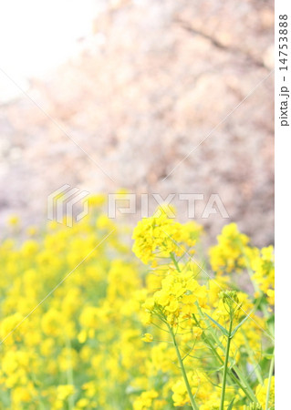 菜の花＆桜 14753888