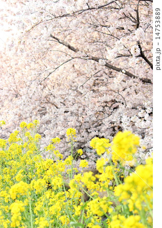 菜の花＆桜 14753889