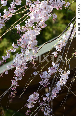 枝垂れ桜 14753890