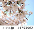 桜 14753962