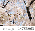 桜 14753963