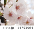 桜 14753964