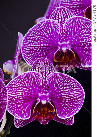 コチョウラン ファレノプシス コチョウラン属 14754170
