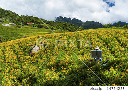 花 フラワー お花 14754223
