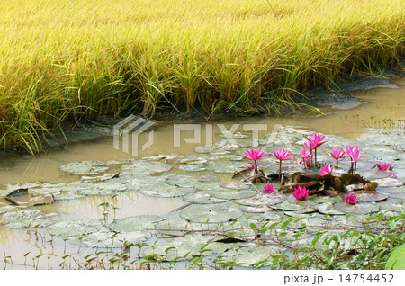 Mekong Delta travel, rice field, water lily flower Mekong Delta travel, rice field, water lily flower 14754452
