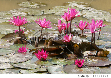 Mekong Delta travel, rice field, water lily flower Mekong Delta travel, rice field, water lily flower 14754453