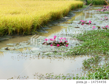 Mekong Delta travel, rice field, water lily flower 14754456